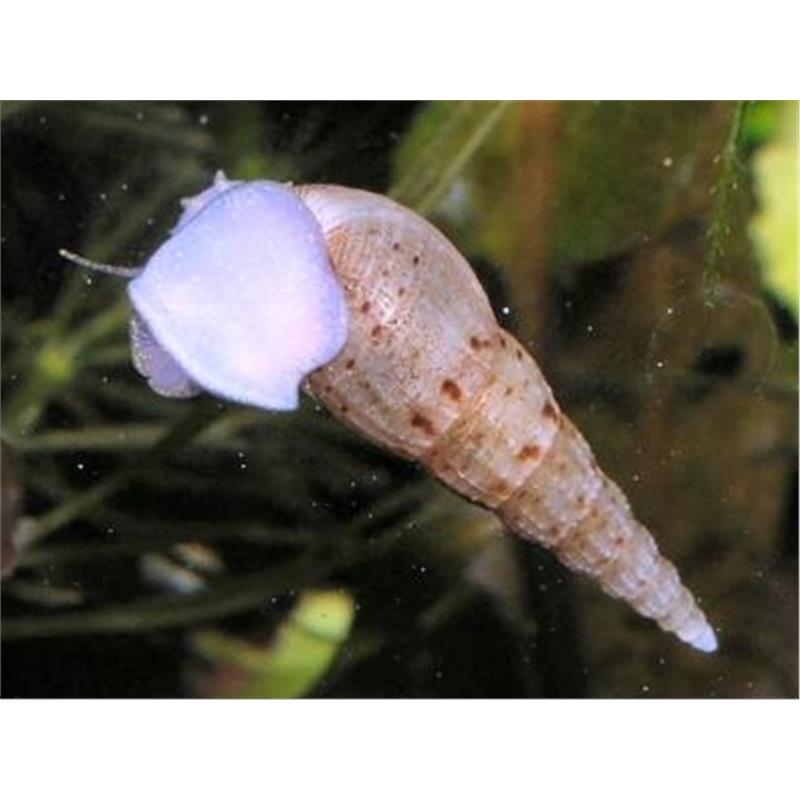 Melanoides tuberculata - imagine 3